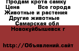 Продам крота самку › Цена ­ 200 - Все города Животные и растения » Другие животные   . Самарская обл.,Новокуйбышевск г.